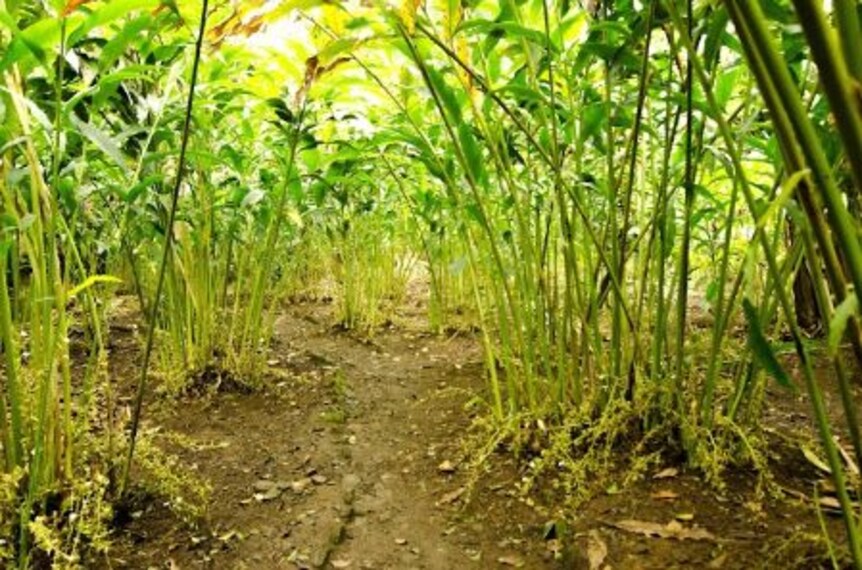 Abrahams Spice Garden-3